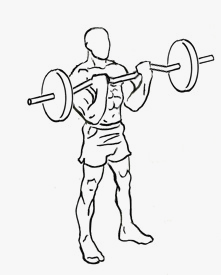 Demonstration of the Barbell Curl exercise